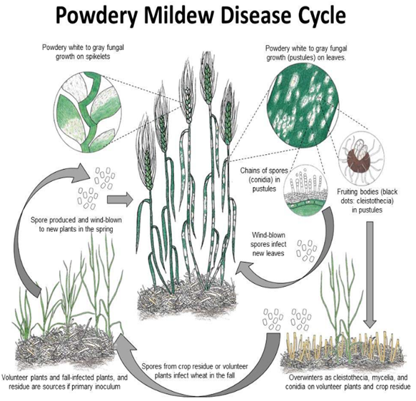 Disease-Cycle-of-Powdery-Mildew