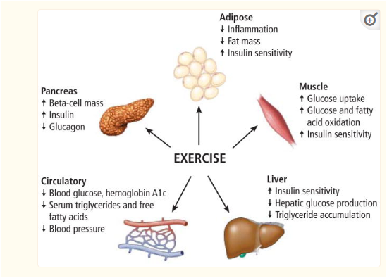 Impact-of-exercise